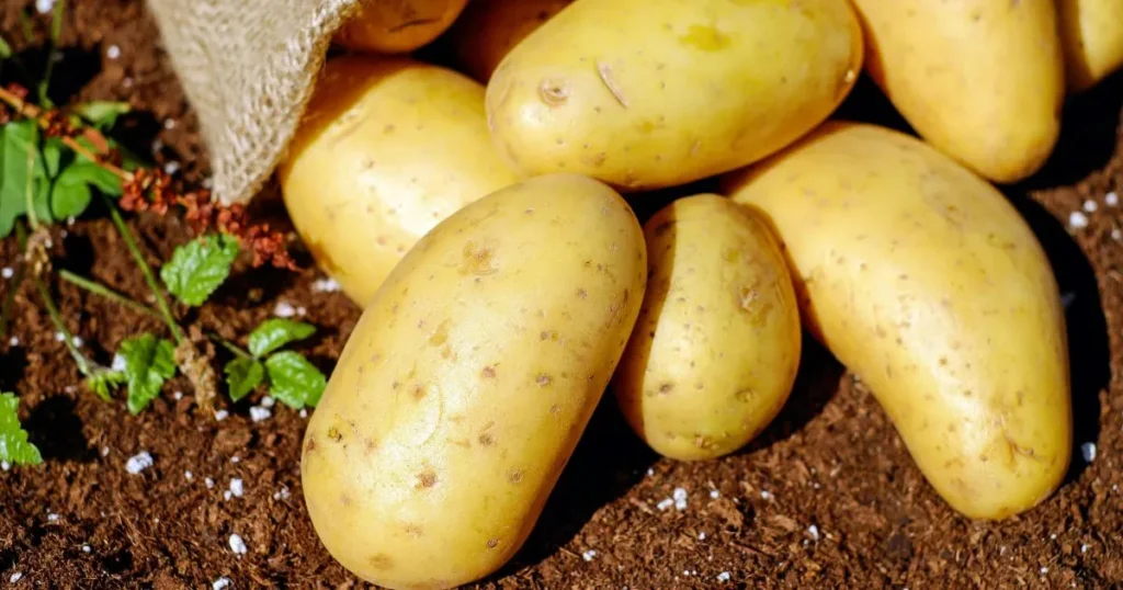 Russet Potato Nutrition