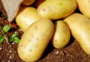 Russet Potato Nutrition
