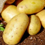 Russet Potato Nutrition