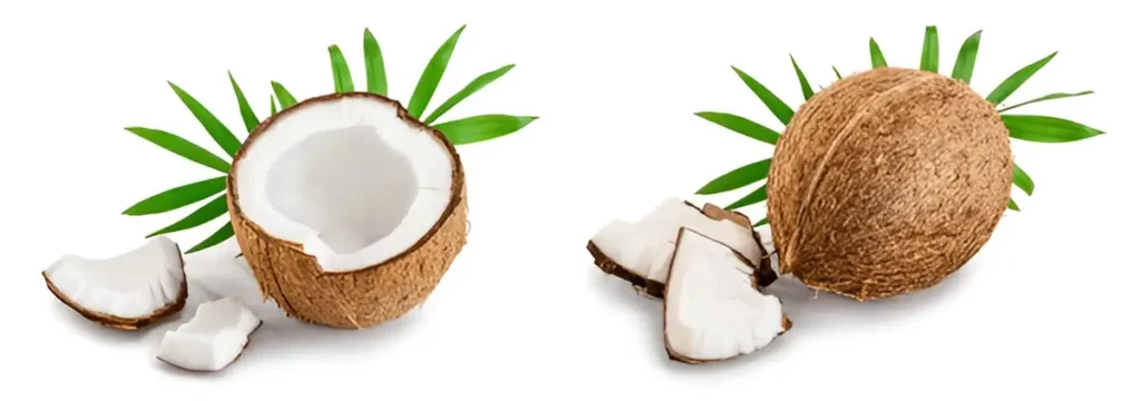 Coconut