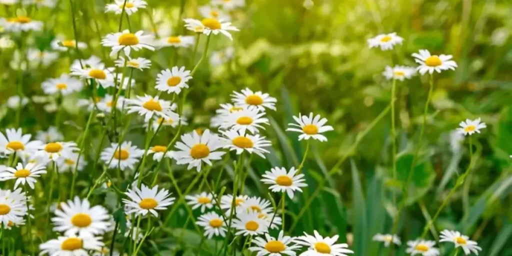 Camomile
