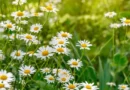 Camomile