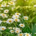 Camomile
