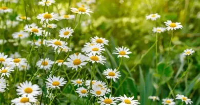 Camomile
