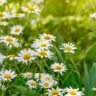 Camomile